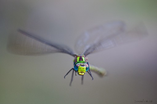 Southern hawker - Aeshna cyanea, August 2015, Morava, Czech republic